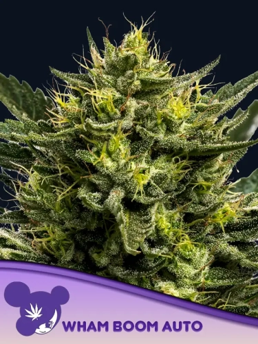  Wham Boom Auto