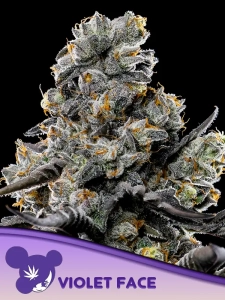 Violet Face Hanfsamen