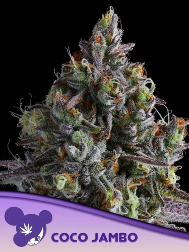  Coco Jambo