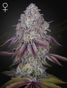 Persian Pie Hanfsamen