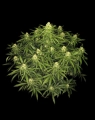 Sour Jealousy Auto