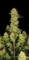Guava Auto