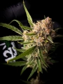 Guava Auto