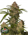 Guava Auto