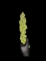 Apple Strudel Auto