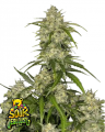 Sour Jealousy Auto