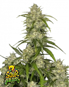 Sour Jealousy Auto Hanfsamen