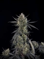 Pound Cake Auto