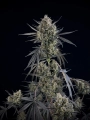 Pound Cake Auto