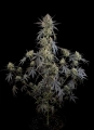 Pound Cake Auto