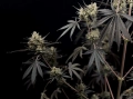 Pound Cake Auto