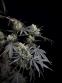 Pound Cake Auto