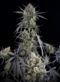 Pound Cake Auto