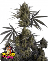 Pound Cake Auto