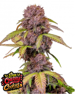 Lemon Cherry Cookies Auto Hanfsamen