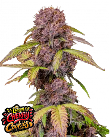 Lemon Cherry Cookies Auto