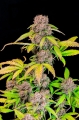 Lemon Cherry Cookies Auto
