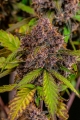 Lemon Cherry Cookies Auto