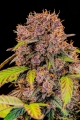 Lemon Cherry Cookies Auto