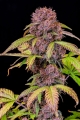Lemon Cherry Cookies Auto