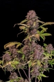 Lemon Cherry Cookies Auto