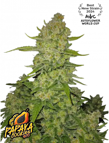 Papaya Cookies Auto