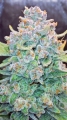 Papaya Cookies Auto