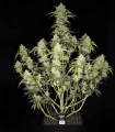 Papaya Cookies Auto