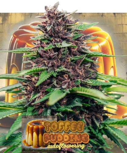 Toffee Pudding Auto