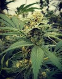 Critical Sour Hanfsamen