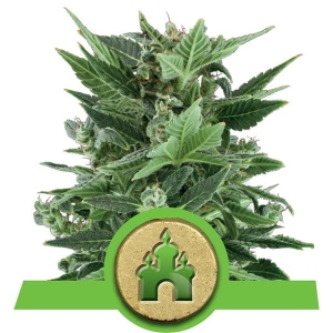 Royal Kush Auto Hanfsamen