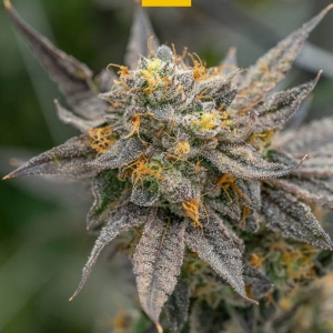 Lemon Cherry Hanfsamen