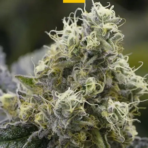 Sticky Boof