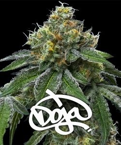 RS11 x Banana OG Hanfsamen
