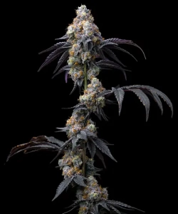 RAINBOW SHERBET Hanfsamen