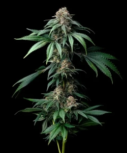MENDO BREATH Hanfsamen