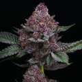 CHERRY POPPERS