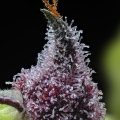 CHERRY POPPERS