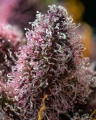 CHERRY POPPERS