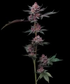 CHERRY POPPERS