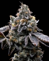 GMO COOKIES