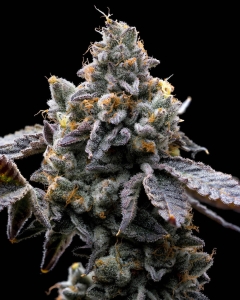 GMO COOKIES Hanfsamen
