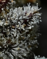 LEMON CHERRY GELATO