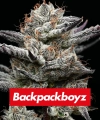 BLACK CHERRY GUSHERS