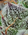 BLACK CHERRY GUSHERS