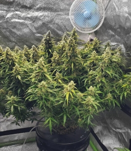 Critical + 2.0 Hanfsamen