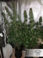 Dutch Cheese