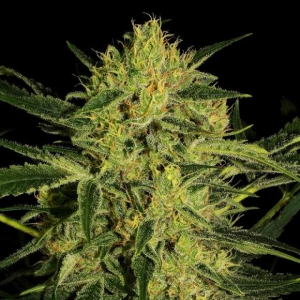 Nebula CBD Hanfsamen