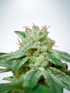 CBD Star Hanfsamen