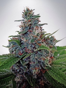 Auto Blue Amnesia Hanfsamen